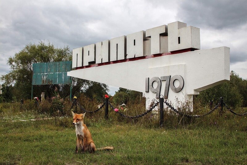 "A tame fox poses in front of the sign pointing the way to Pripyat from the Chernobyl Nuclear Power Plant", Darmon Richter