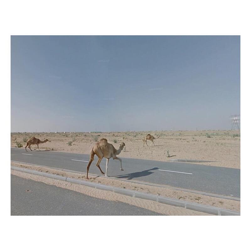 Google Street View Scene. Camels running away from the Google car in Sharjah, United Arab Emirates- Jacqui Kenny.