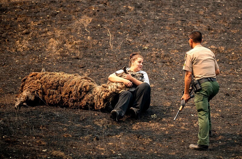 21 Αυγούστου: Η κτηνίατρoς, Brianna Jeter, παρηγορεί ένα λάμα που τραυματίστηκε από πυρκαγιά στη Vacaville της Καλιφόρνια.