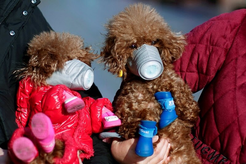 16 Φεβρουαρίου: Σκυλιά φορούν μάσκες σε μια εμπορική περιοχή στη Σαγκάη της Κίνας.