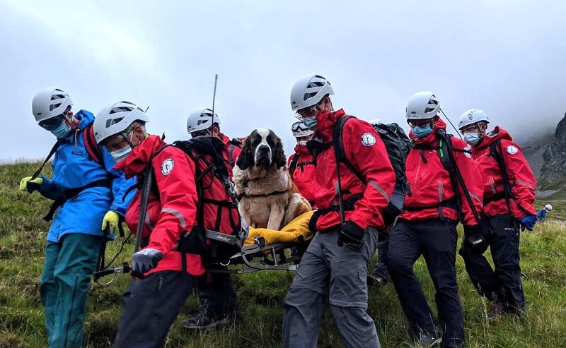 24 Ιουλίου: Ένας σκύλος Αγίου Βερνάρδου με το όνομα Daisy διασώζεται από το Scafell Pike, το ψηλότερο βουνό της Αγγλίας.