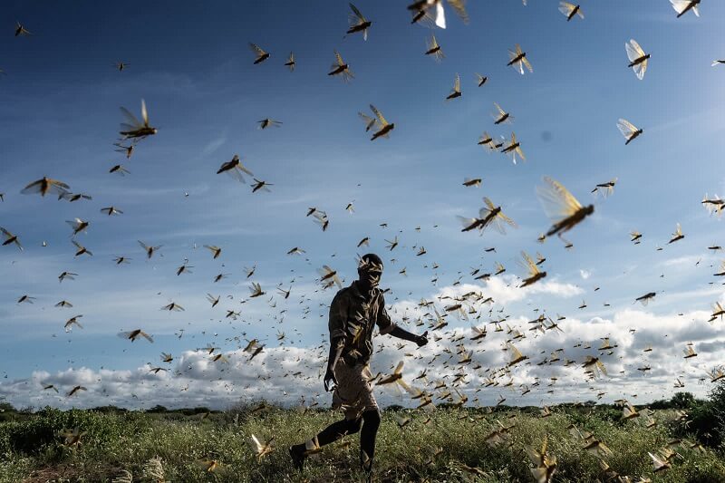 21 Μαΐου: Ένας άντρας διώχνει ένα σμήνος από ακρίδες ερήμων στην κομητεία Samburu της Κένυας.