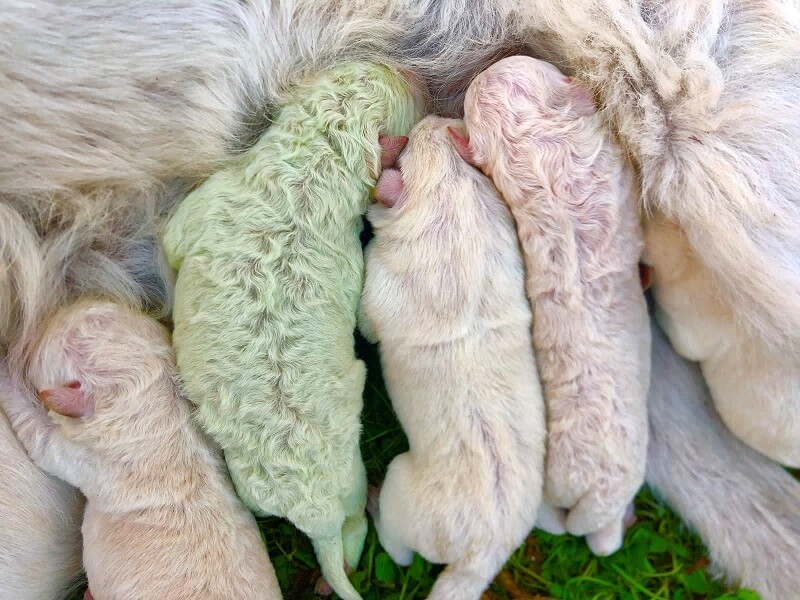  19 Οκτωβρίου: Το φιστίκι, ένα κουτάβι με πράσινη γούνα, γεννήθηκε στο ιταλικό νησί της Σαρδηνίας.