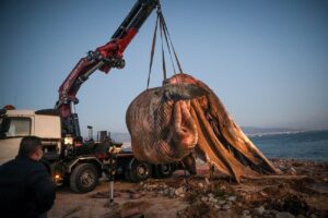 Νεκρή φάλαινα εντοπίστηκε στον Πειραιά - Εικόνες της ανάσυρσης της