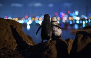 Η εικόνα δύο χήρων πιγκουίνων κερδίζει κορυφαίο βραβείο φωτογραφίας