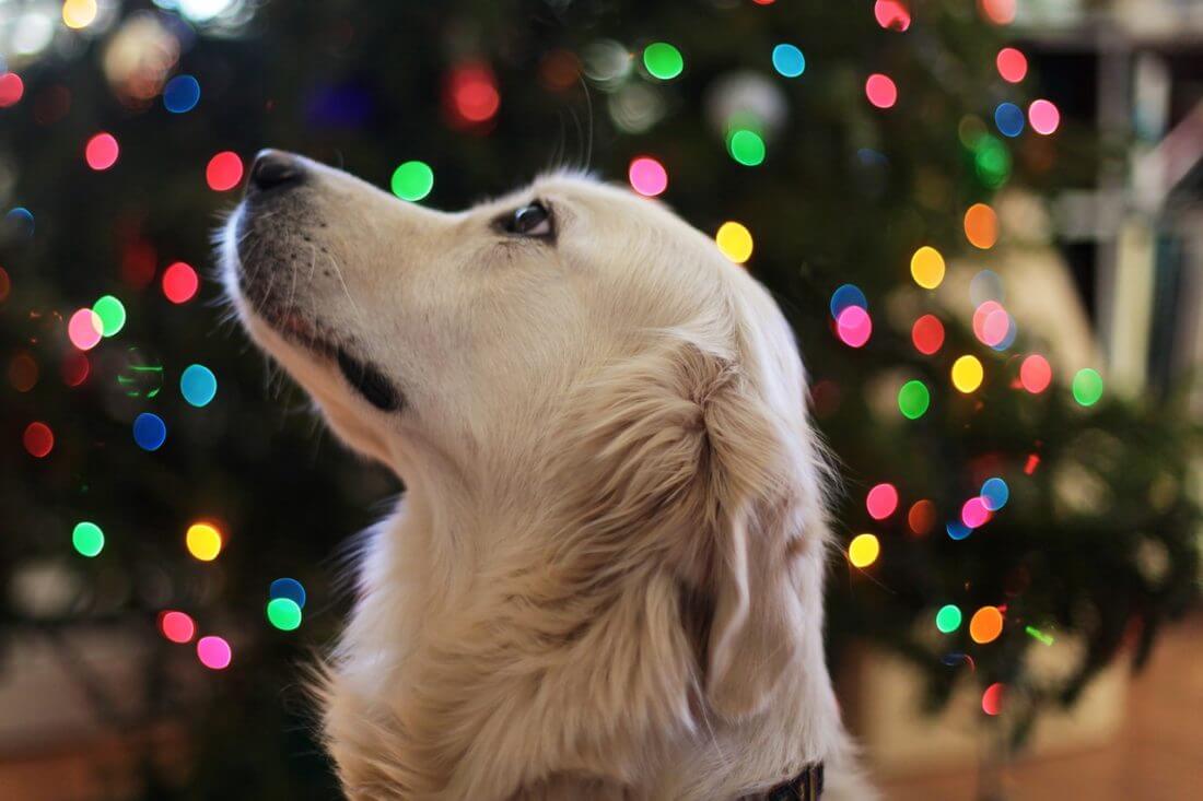 σκύλος χριστούγεννα